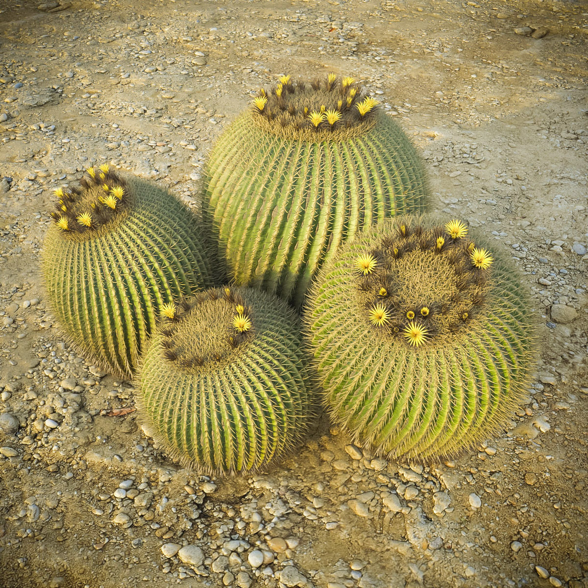 XfrogPlants Golden Ball- Echinocactus Grusonii  3D model_2