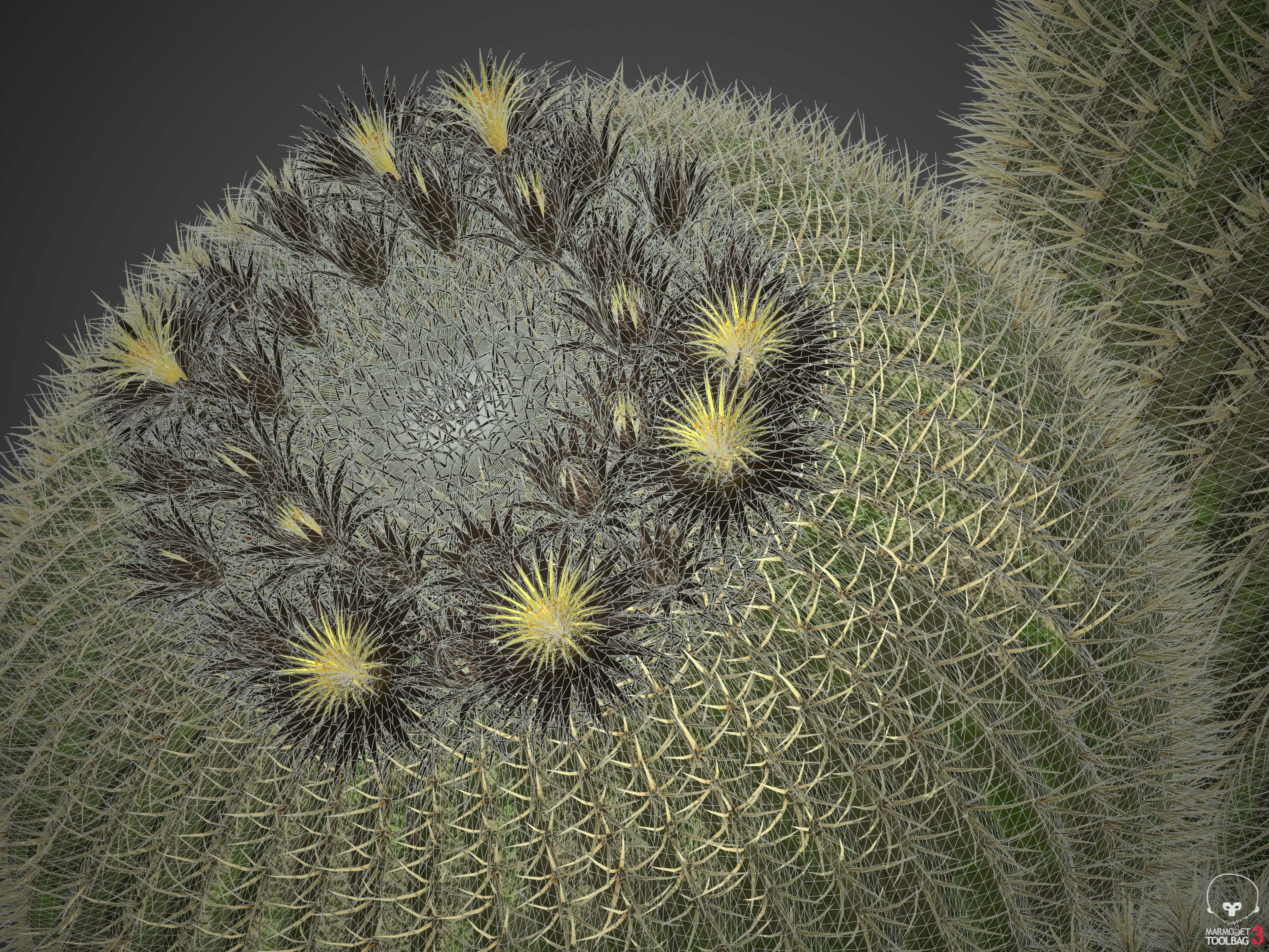 XfrogPlants Golden Ball- Echinocactus Grusonii  3D model_5