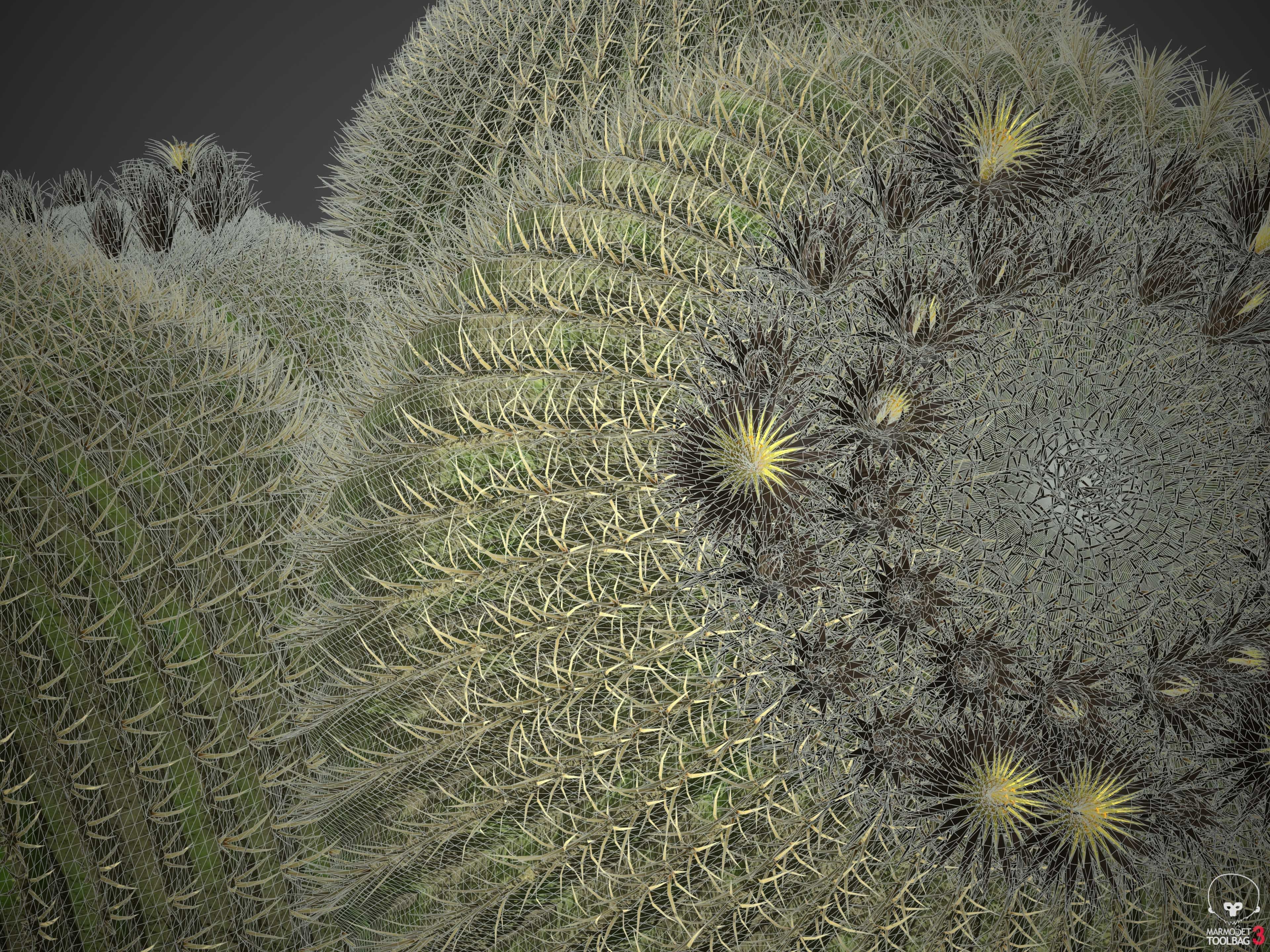 XfrogPlants Golden Ball- Echinocactus Grusonii  3D model_6