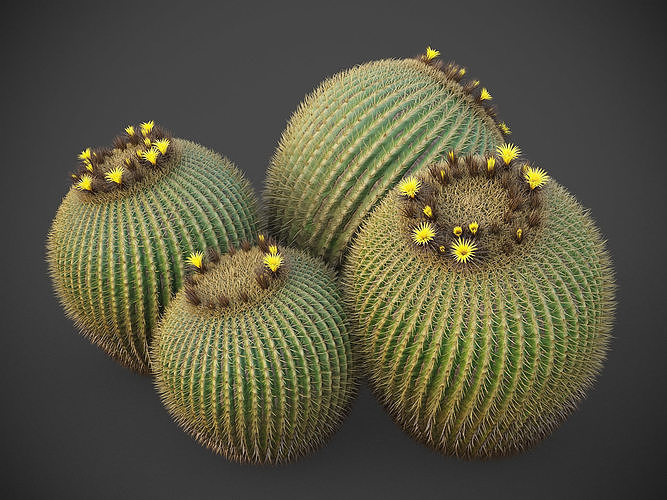 XfrogPlants Golden Ball- Echinocactus Grusonii  3D model