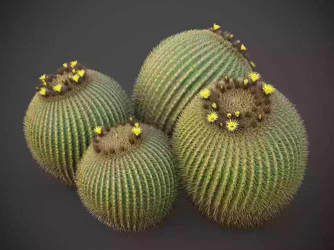 XfrogPlants Golden Ball- Echinocactus Grusonii  3D model