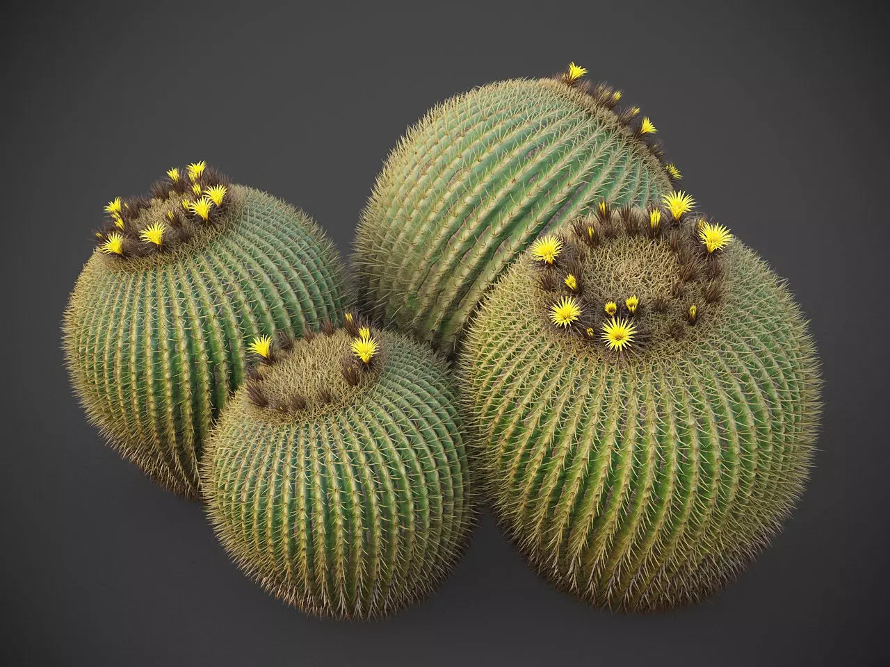 XfrogPlants Golden Ball- Echinocactus Grusonii  3D model_0