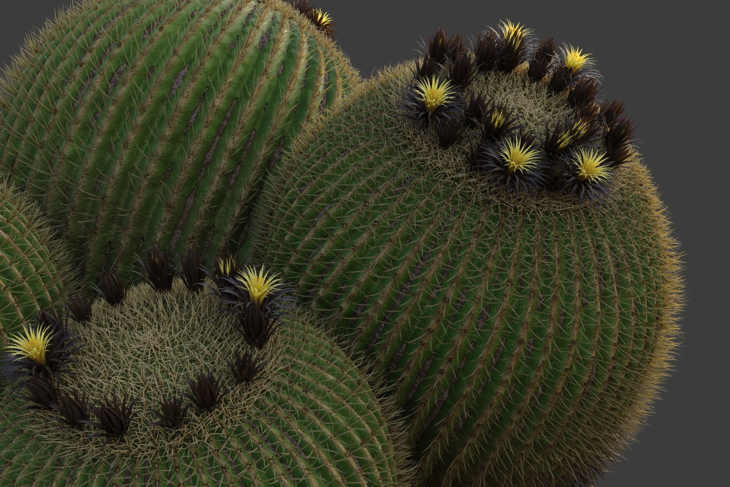 XfrogPlants Golden Ball- Echinocactus Grusonii  3D model_4