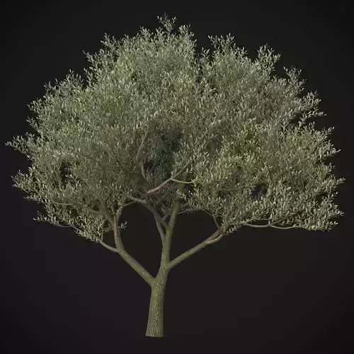 XfrogPlants Wolf Willow - Eleagnus Commutata  3D model