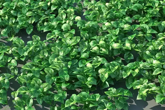XfrogPlants Pothos - Epipremnum Aureum  3D model