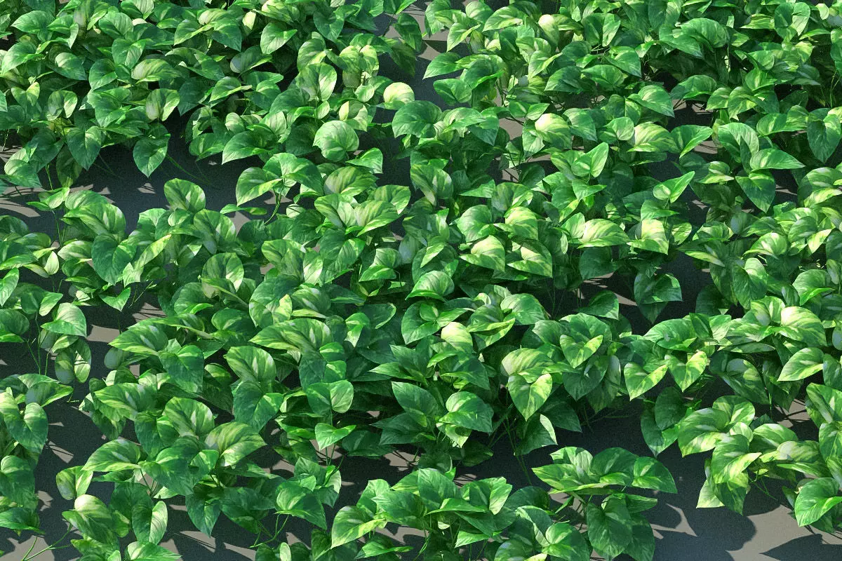 XfrogPlants Pothos - Epipremnum Aureum  3D model_0