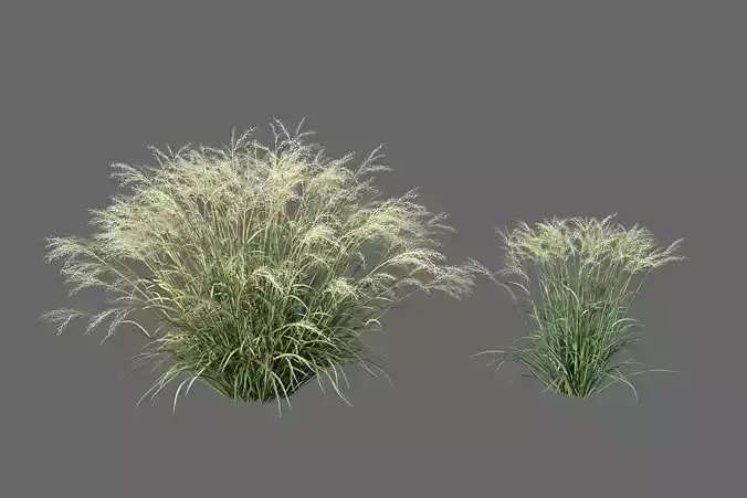 XfrogPlants Elliots Lovegrass - Eragrostis Elliottii  3D model