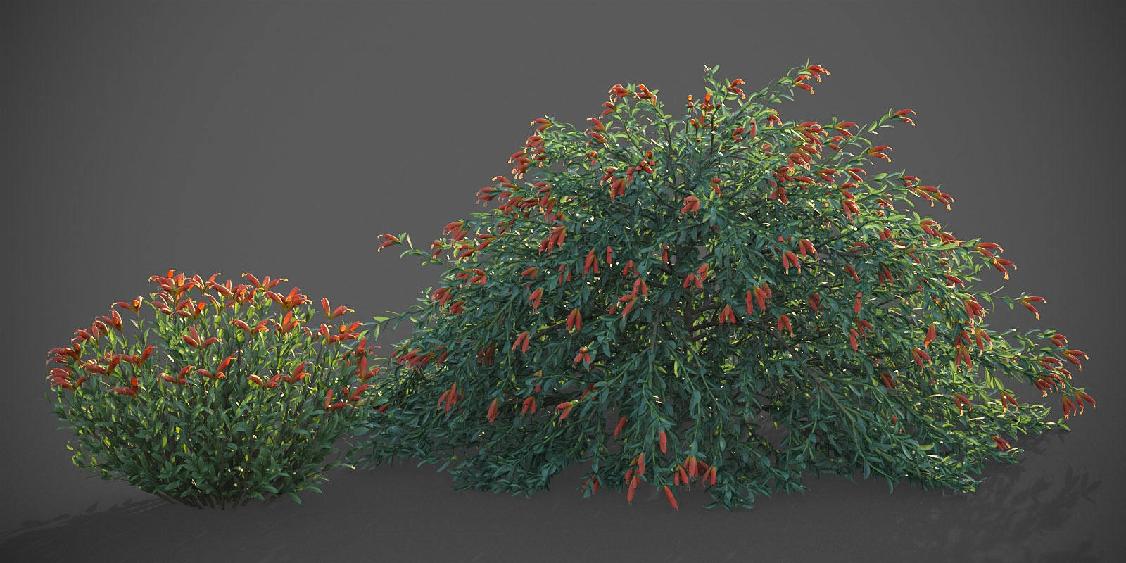 XfrogPlants Emu Bush - Eremophila Glabra  3D model_2