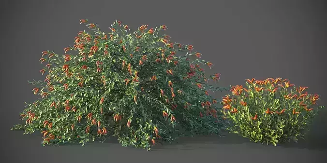 XfrogPlants Emu Bush - Eremophila Glabra  3D model