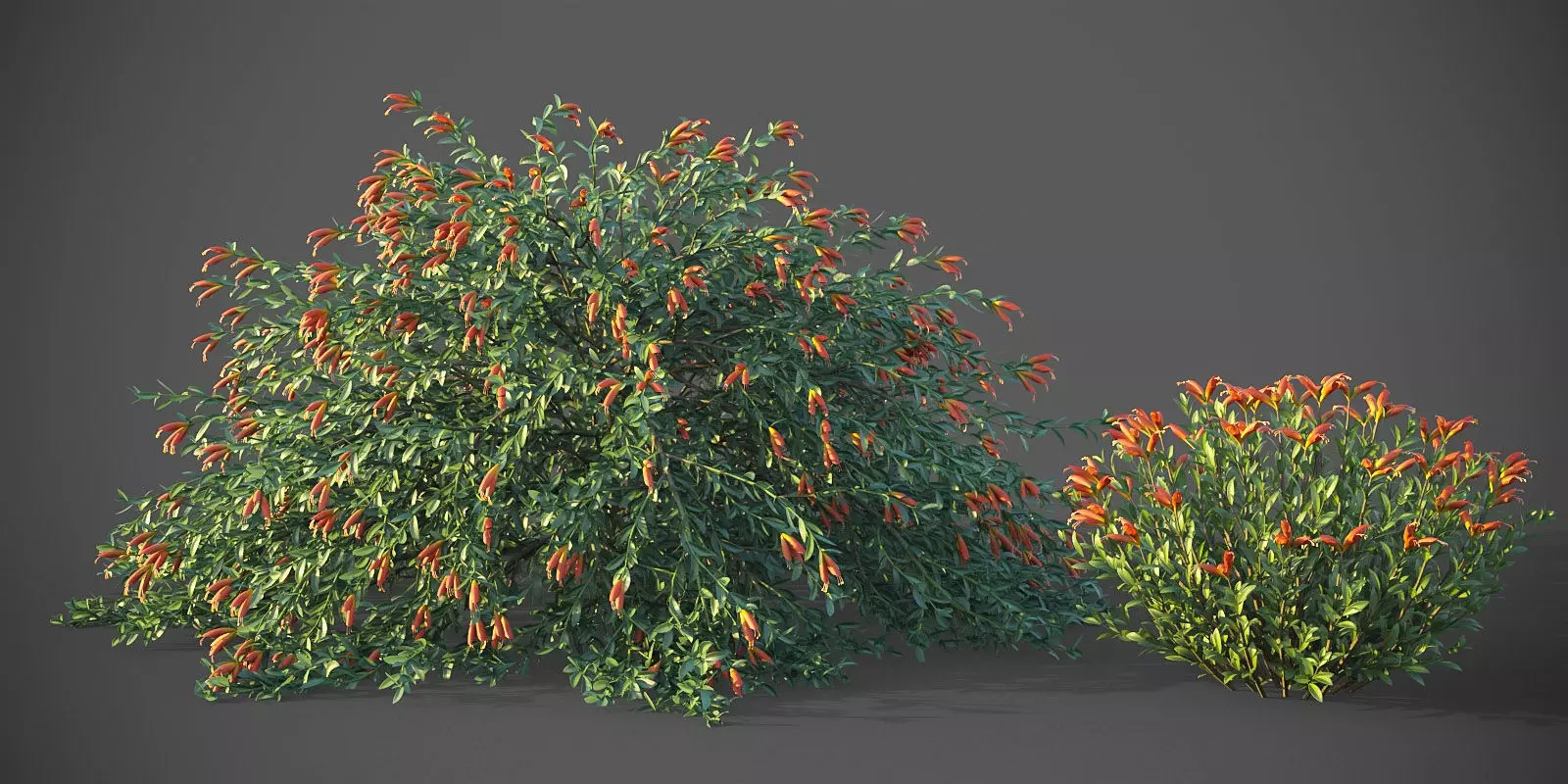 XfrogPlants Emu Bush - Eremophila Glabra  3D model_0
