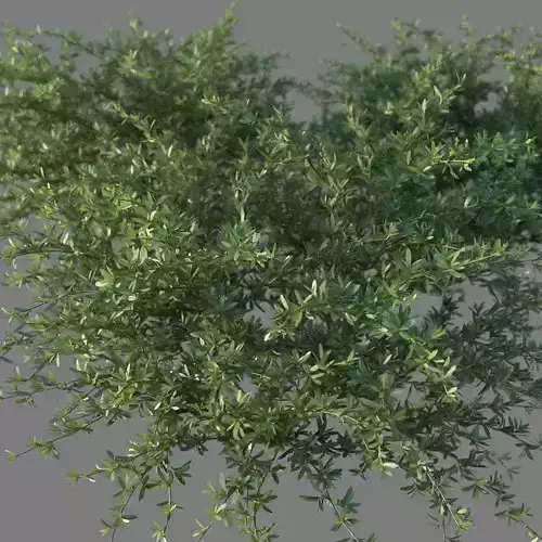 XfrogPlants Beach Creeper - Ernodea Littoralis  3D model