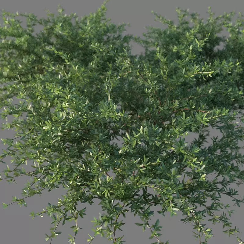 XfrogPlants Beach Creeper - Ernodea Littoralis  3D model_0