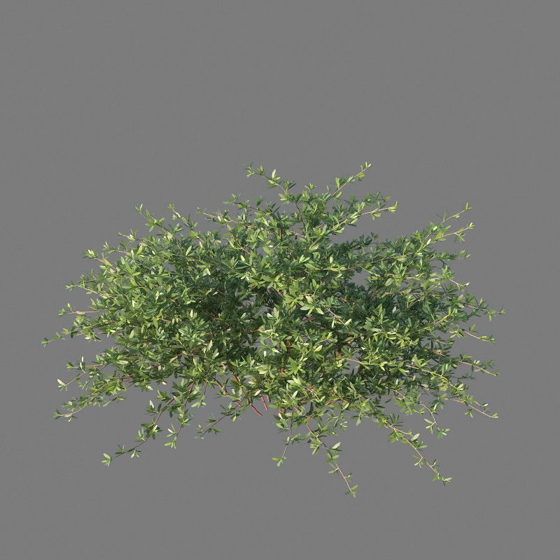 XfrogPlants Beach Creeper - Ernodea Littoralis  3D model_2
