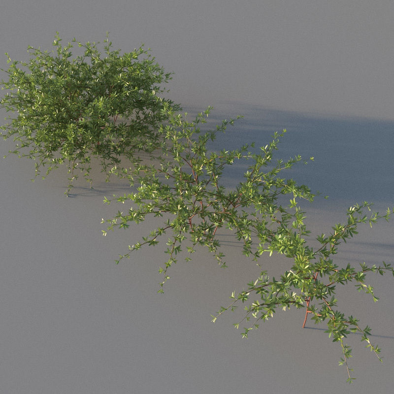 XfrogPlants Beach Creeper - Ernodea Littoralis  3D model_3
