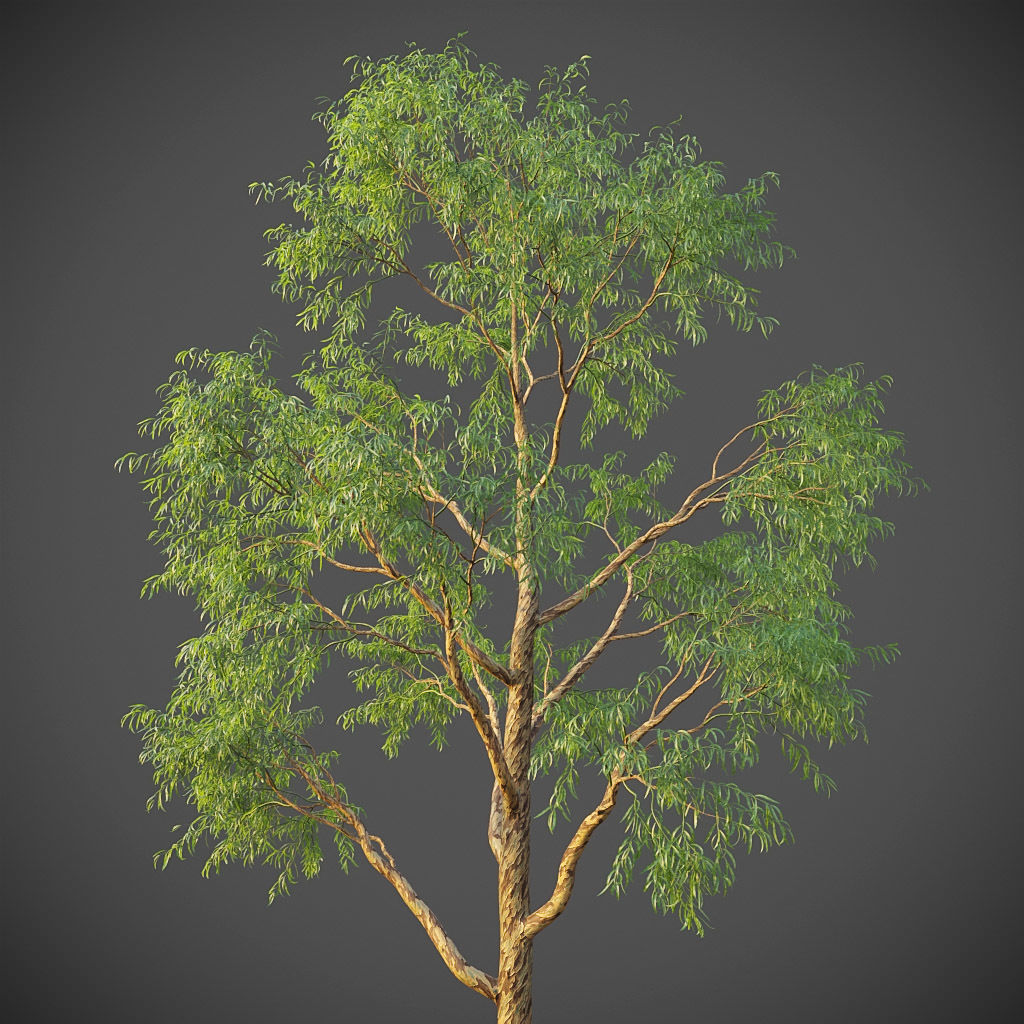 XfrogPlants Southern Blue Gum - Eucalyptus Globulus  3D model_11