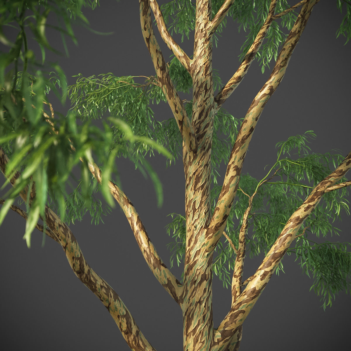 XfrogPlants Southern Blue Gum - Eucalyptus Globulus  3D model_8