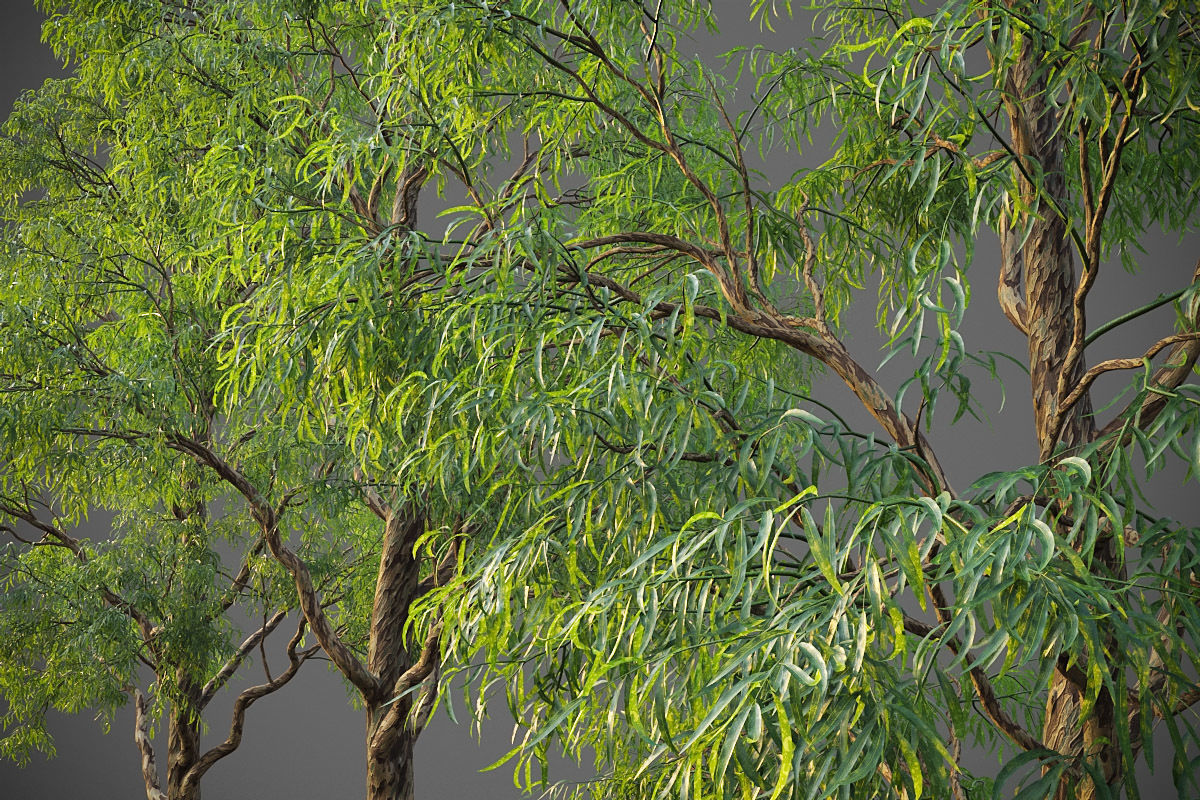 XfrogPlants Southern Blue Gum - Eucalyptus Globulus  3D model_13