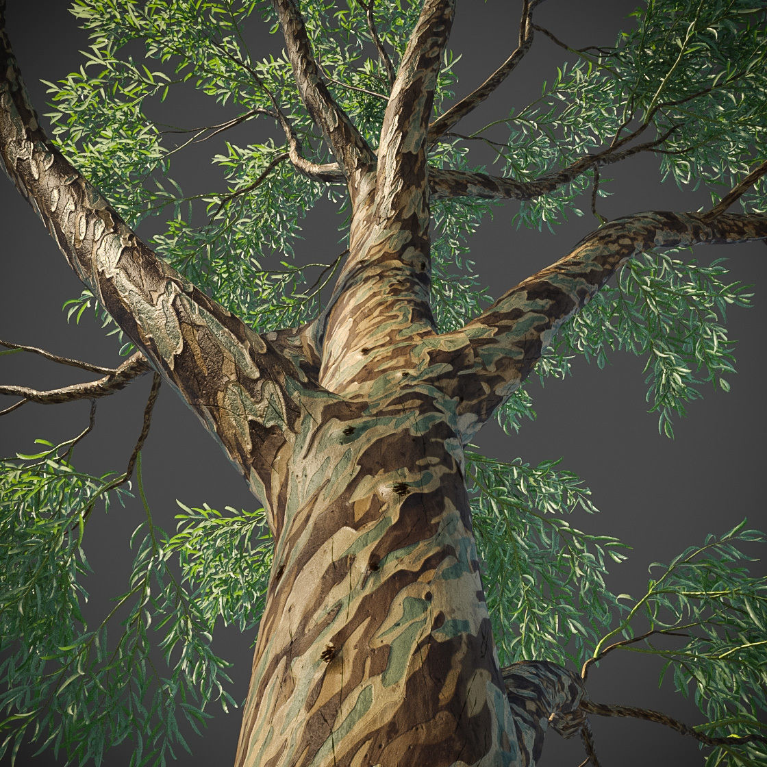 XfrogPlants Southern Blue Gum - Eucalyptus Globulus  3D model_5
