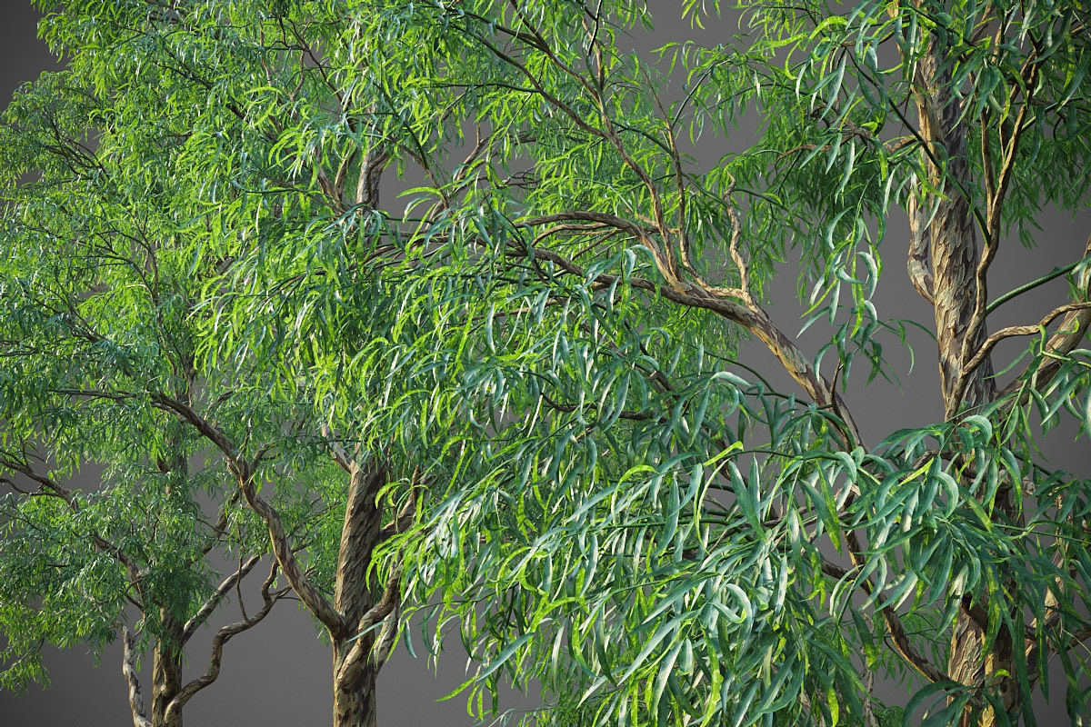 XfrogPlants Southern Blue Gum - Eucalyptus Globulus  3D model_14