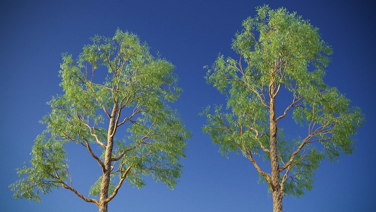 XfrogPlants Southern Blue Gum - Eucalyptus Globulus  3D model_12