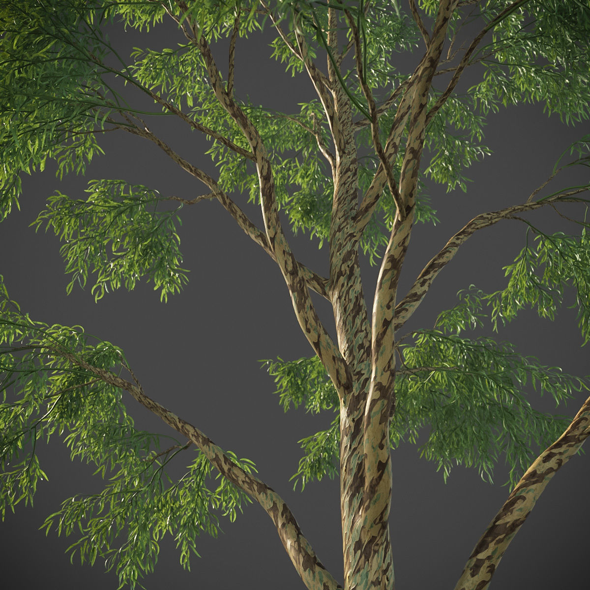 XfrogPlants Southern Blue Gum - Eucalyptus Globulus  3D model_10