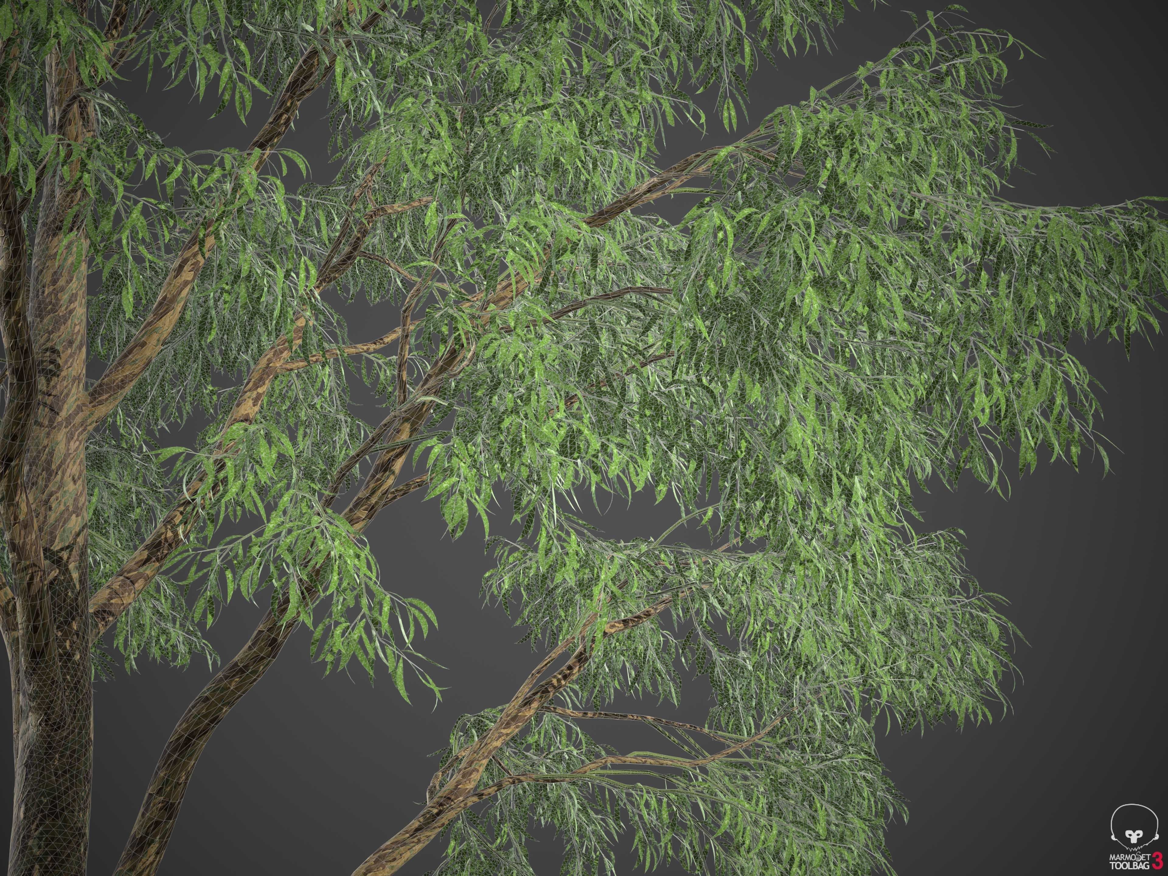 XfrogPlants Southern Blue Gum - Eucalyptus Globulus  3D model_18