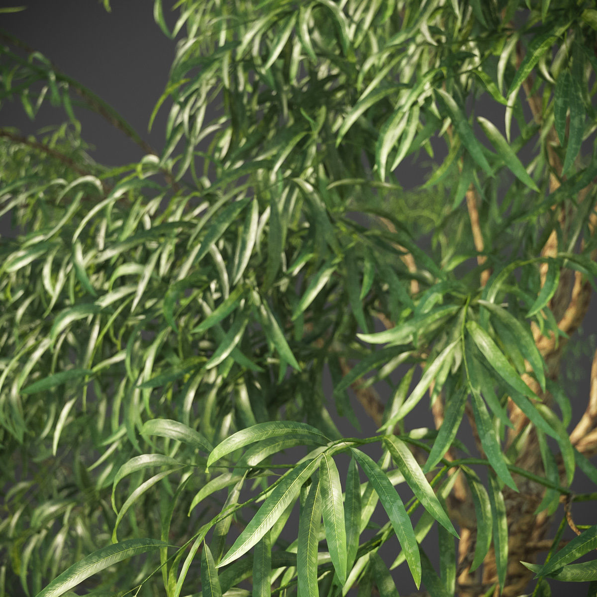 XfrogPlants Southern Blue Gum - Eucalyptus Globulus  3D model_9