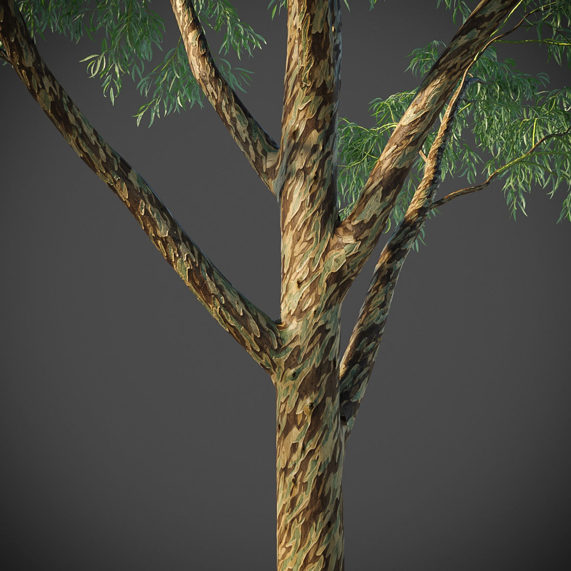 XfrogPlants Southern Blue Gum - Eucalyptus Globulus  3D model_4
