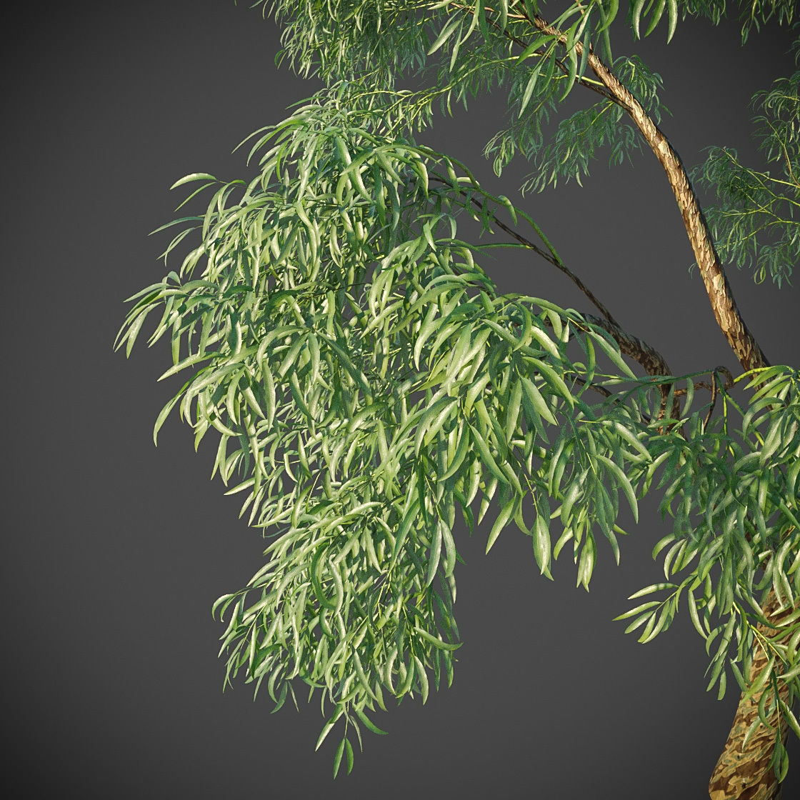 XfrogPlants Southern Blue Gum - Eucalyptus Globulus  3D model_3