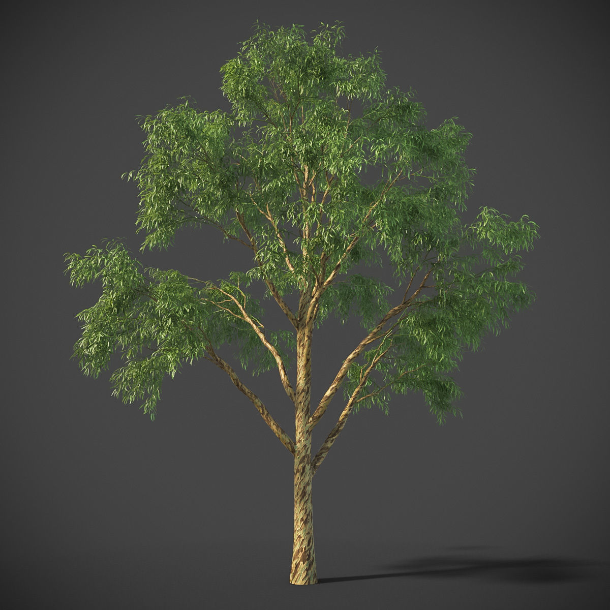 XfrogPlants Southern Blue Gum - Eucalyptus Globulus  3D model_7