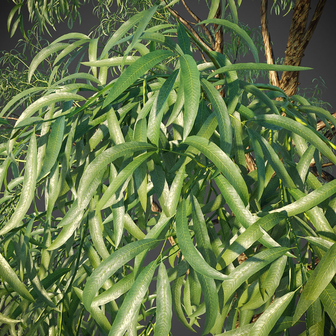 XfrogPlants Southern Blue Gum - Eucalyptus Globulus  3D model_6