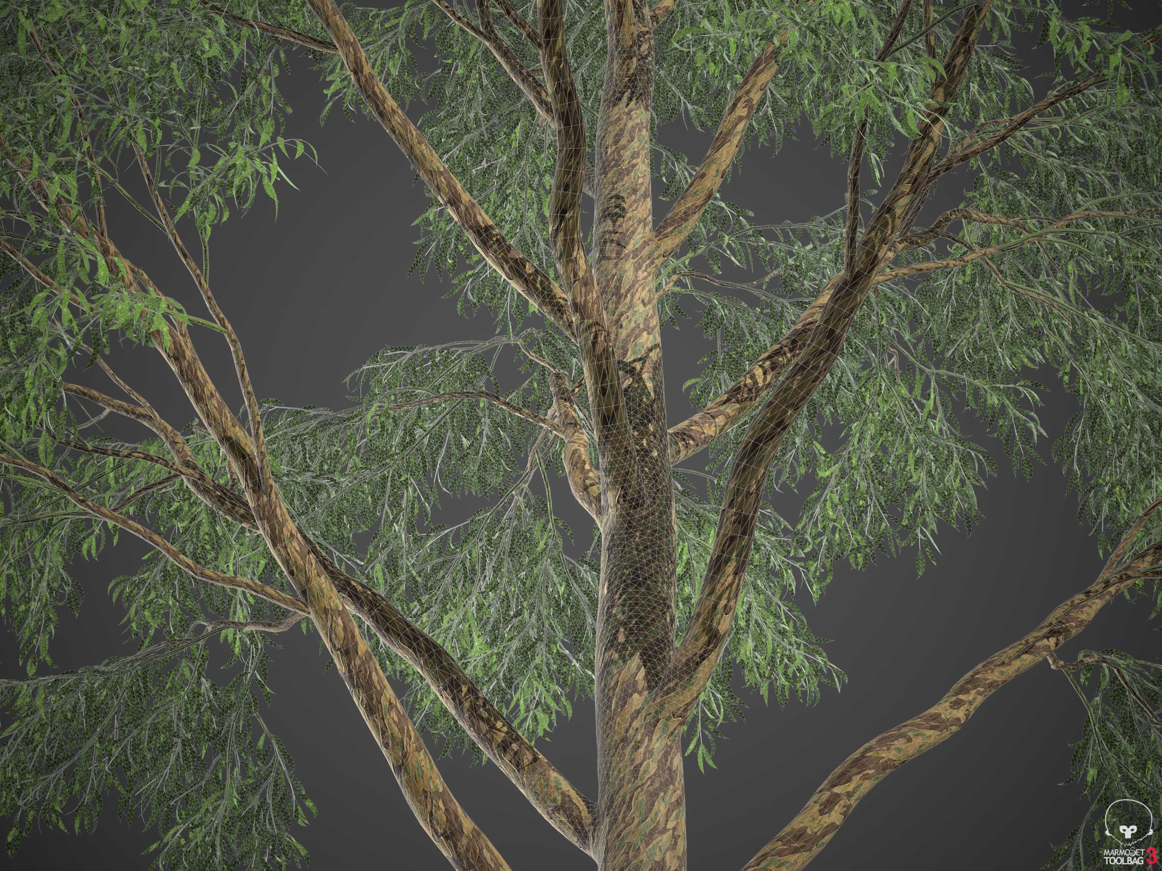 XfrogPlants Southern Blue Gum - Eucalyptus Globulus  3D model_19