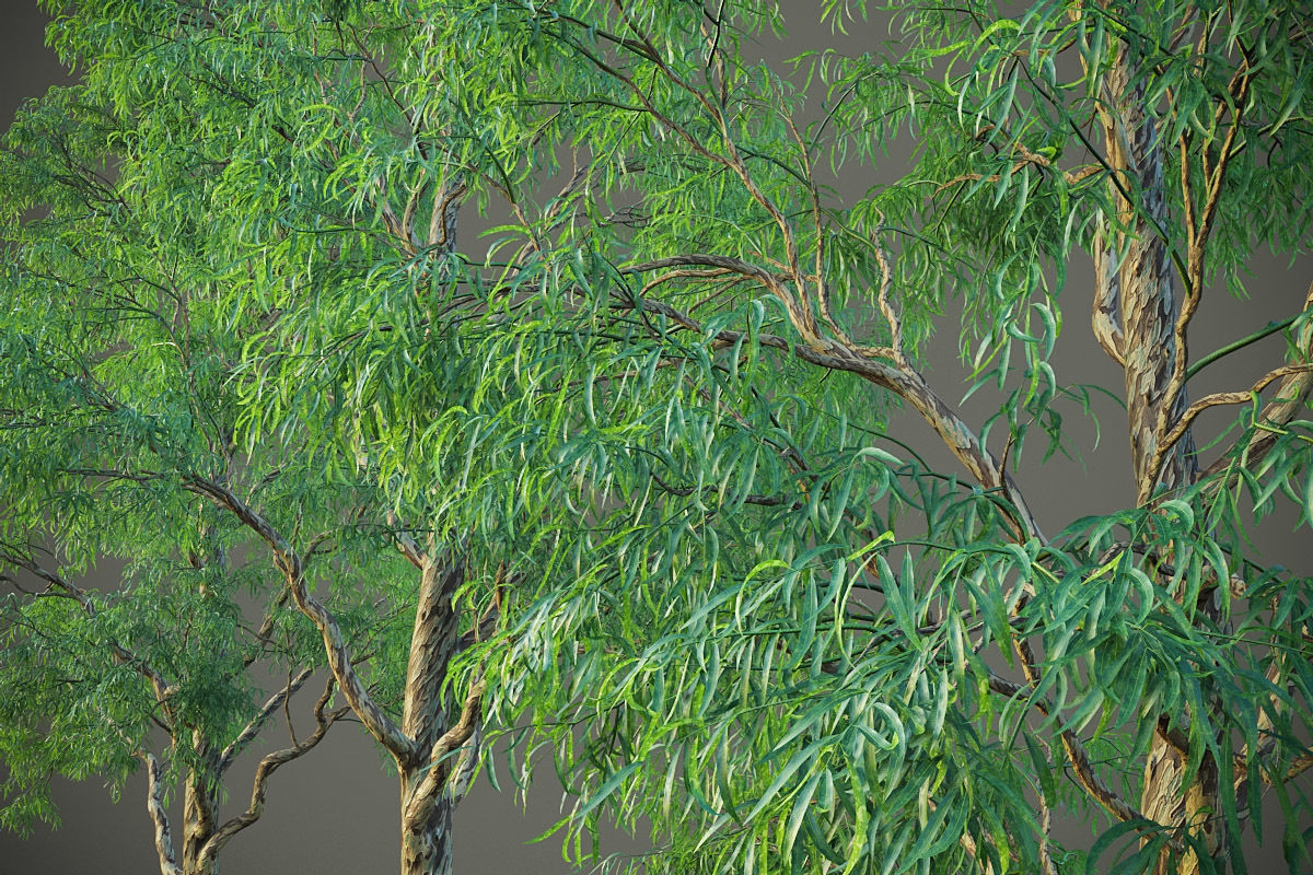 XfrogPlants Southern Blue Gum - Eucalyptus Globulus  3D model_15