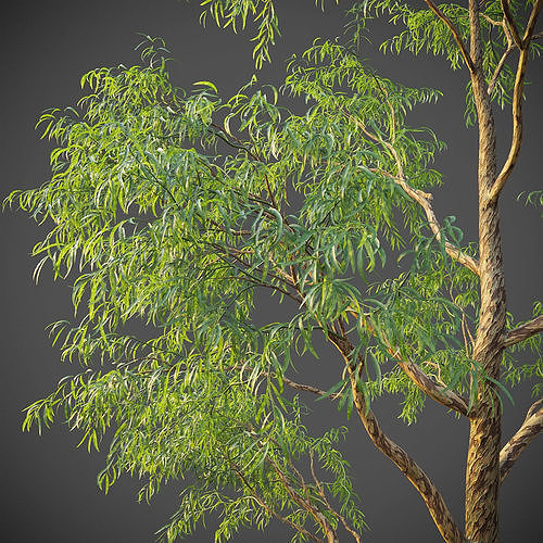 XfrogPlants Southern Blue Gum - Eucalyptus Globulus  3D model