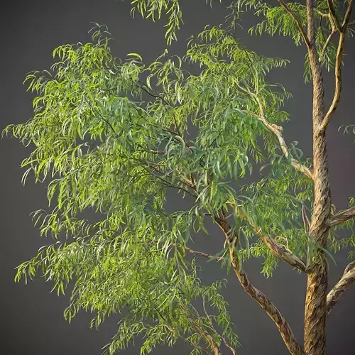 XfrogPlants Southern Blue Gum - Eucalyptus Globulus  3D model