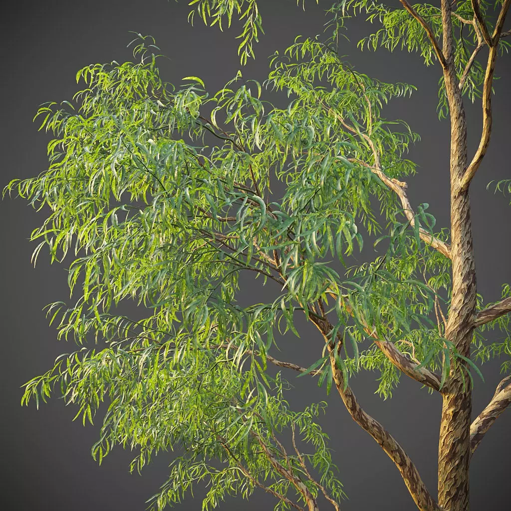 XfrogPlants Southern Blue Gum - Eucalyptus Globulus  3D model_0