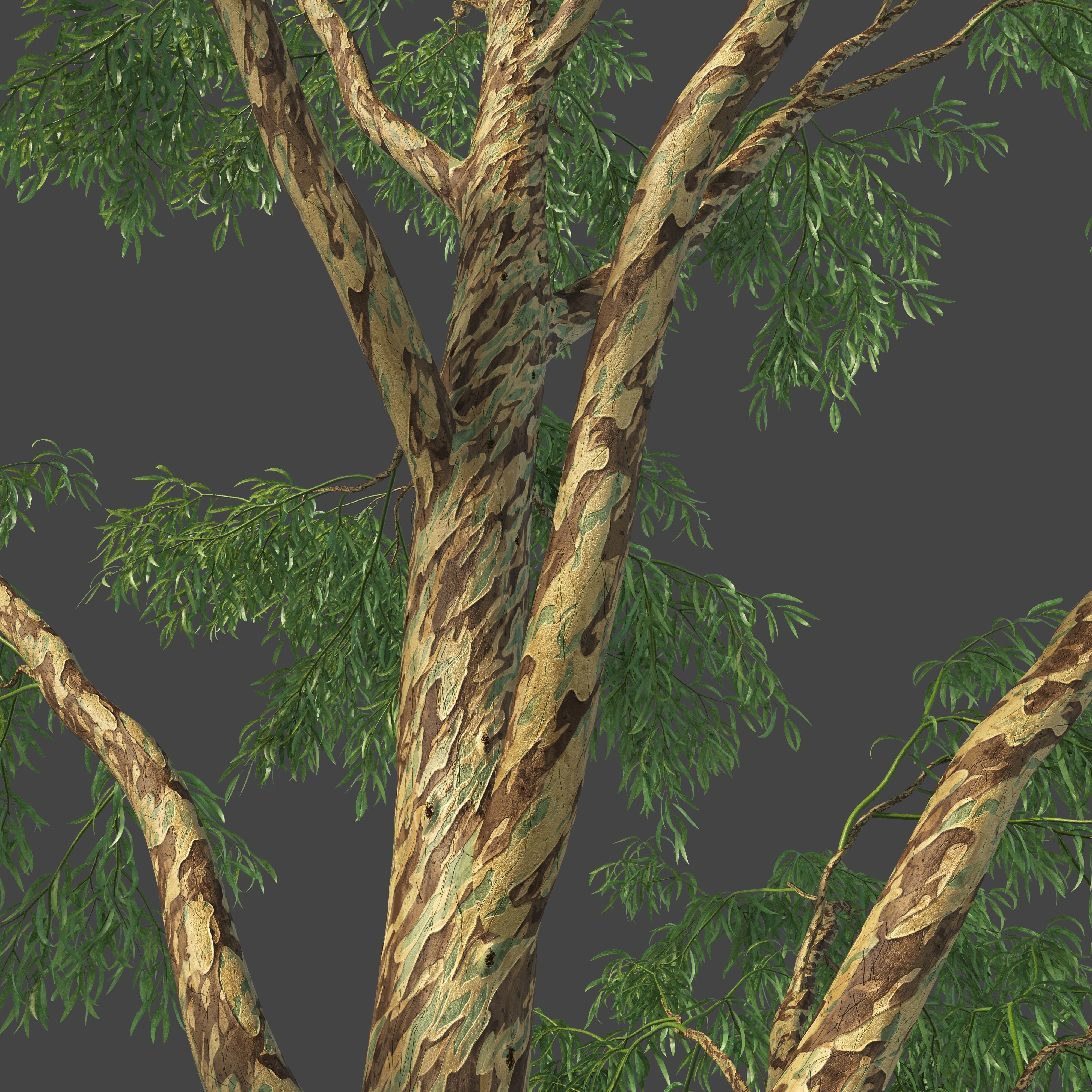 XfrogPlants Southern Blue Gum - Eucalyptus Globulus  3D model_16