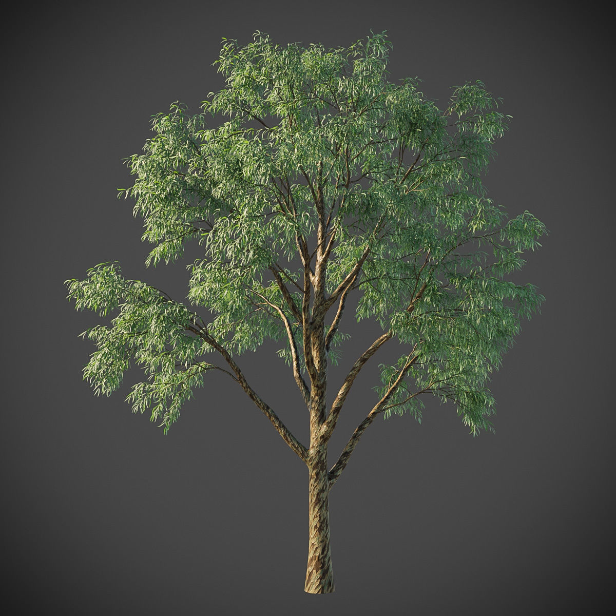 XfrogPlants Southern Blue Gum - Eucalyptus Globulus  3D model_2