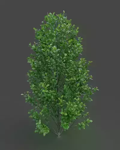 XfrogPlants Spanish Stopper - Eugenia Foetida  3D model