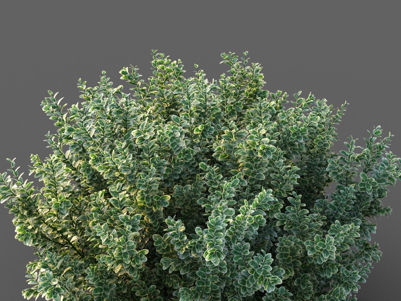 XfrogPlants Spindles - Euonymus Fortunei  3D model_2