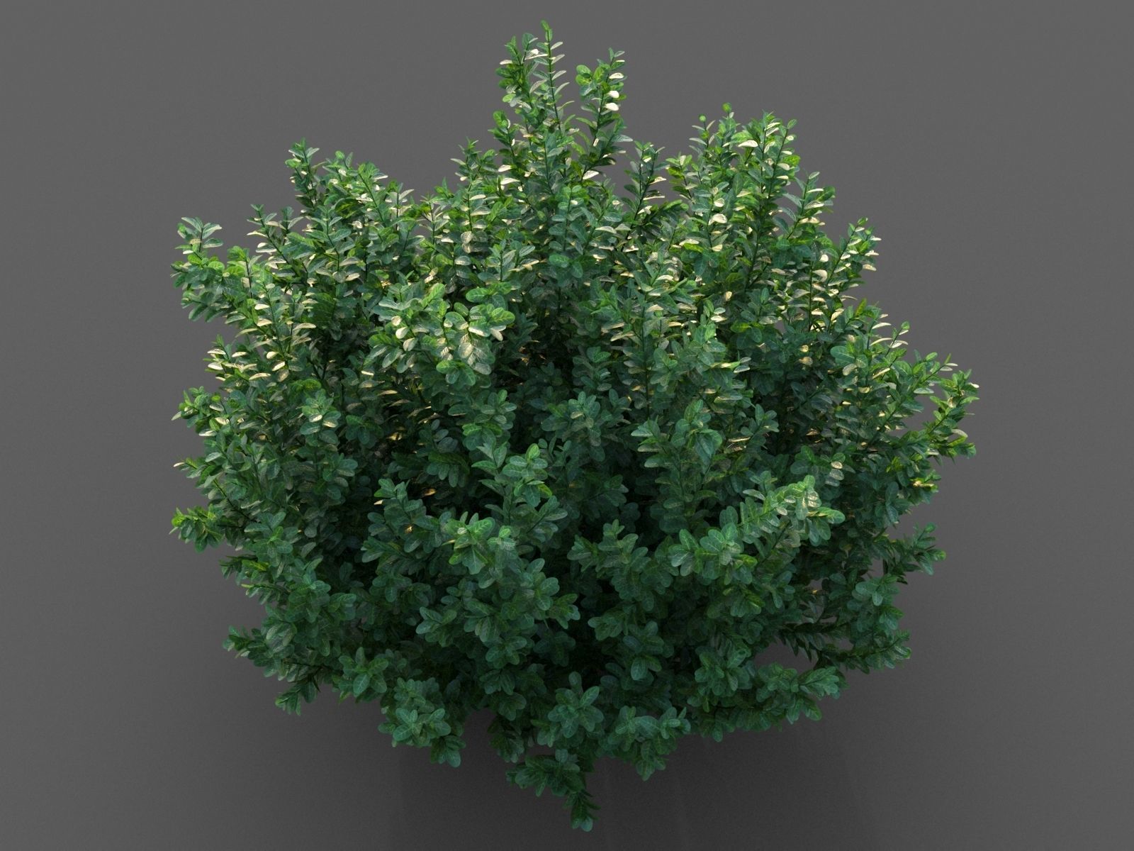 XfrogPlants Spindles - Euonymus Fortunei  3D model_4