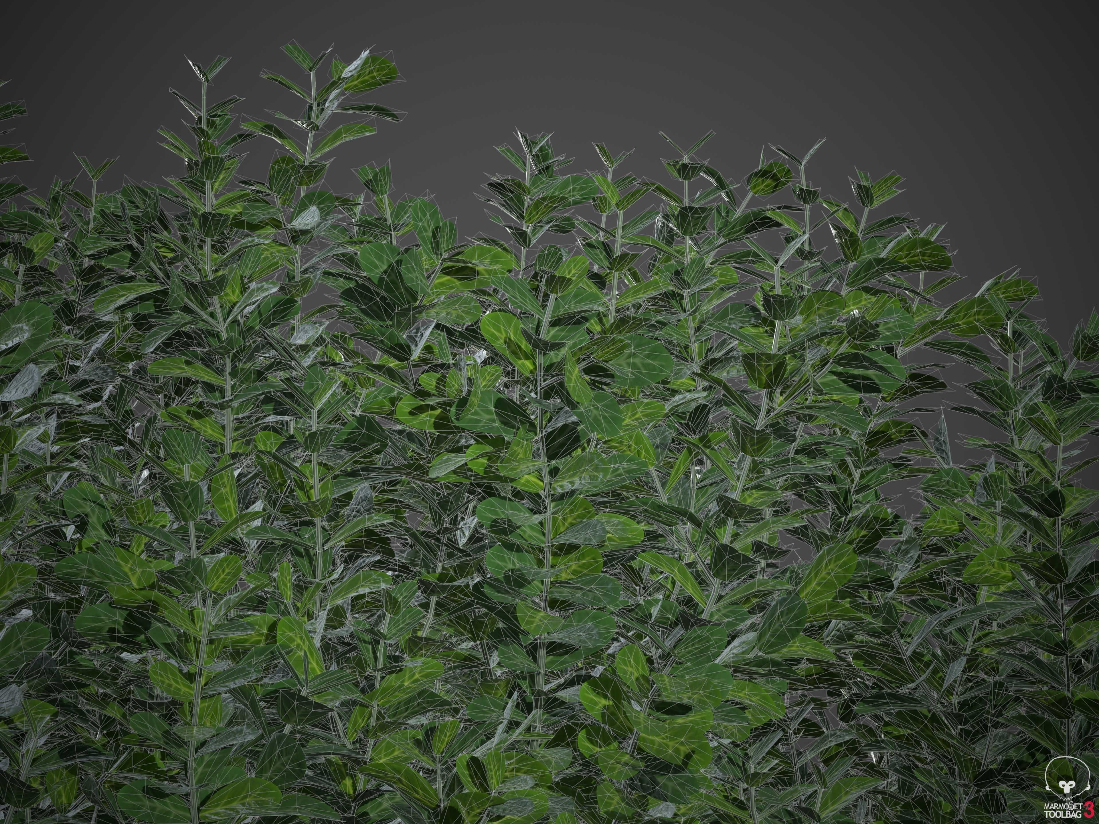 XfrogPlants Spindles - Euonymus Fortunei  3D model_7