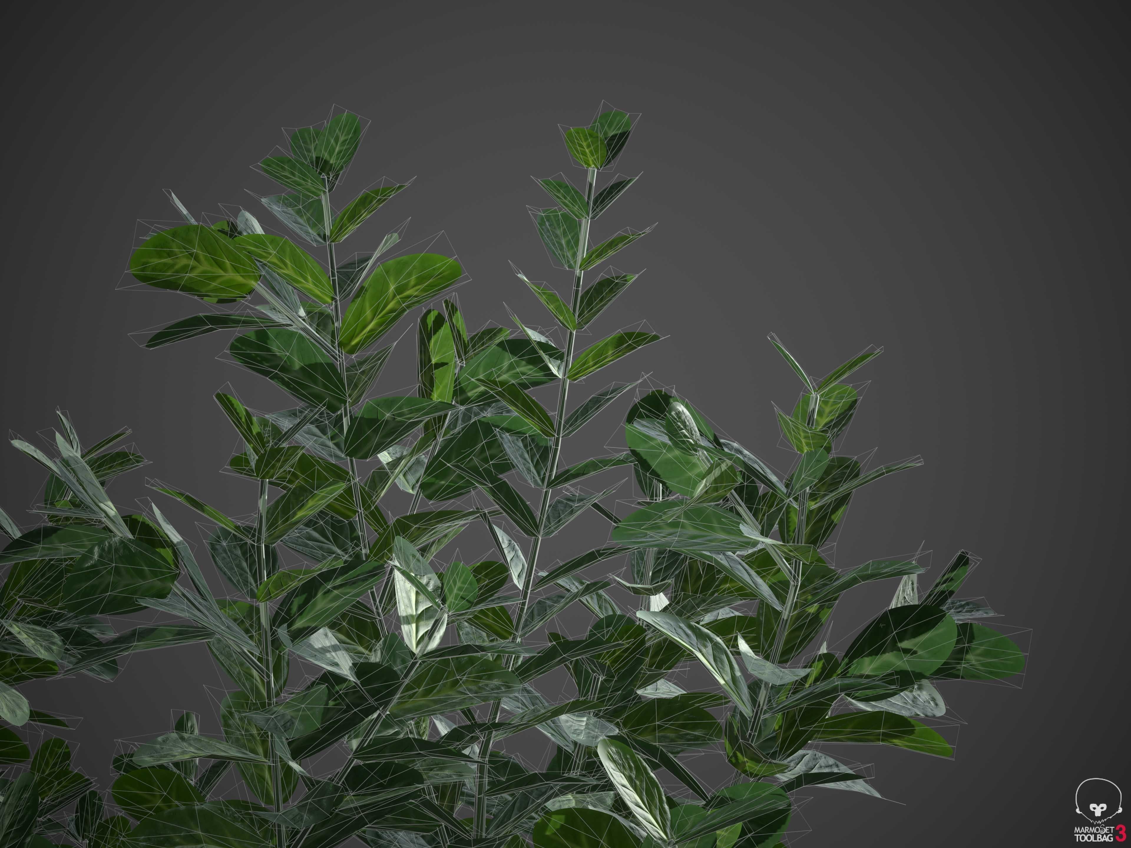 XfrogPlants Spindles - Euonymus Fortunei  3D model_6