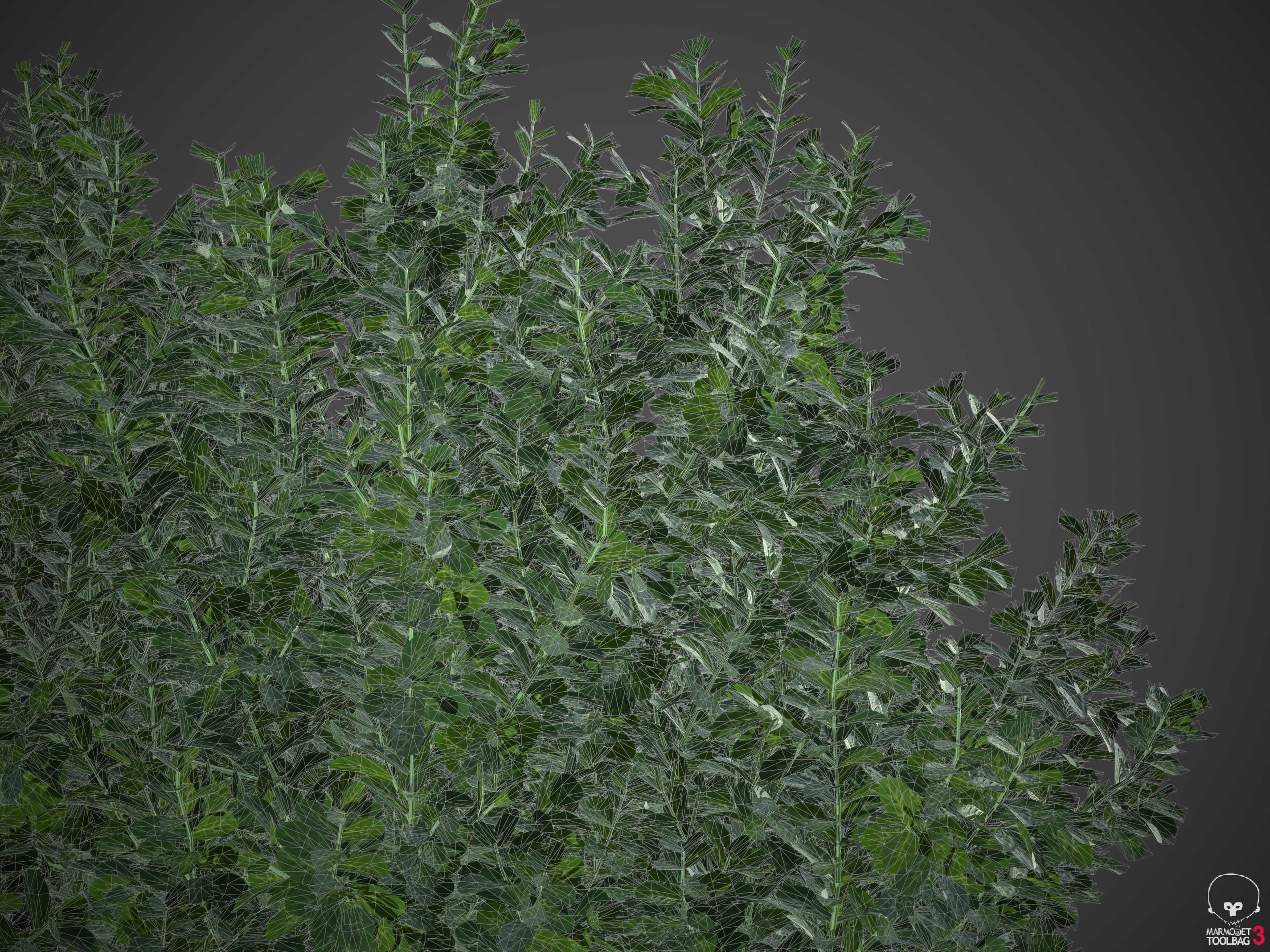 XfrogPlants Spindles - Euonymus Fortunei  3D model_8