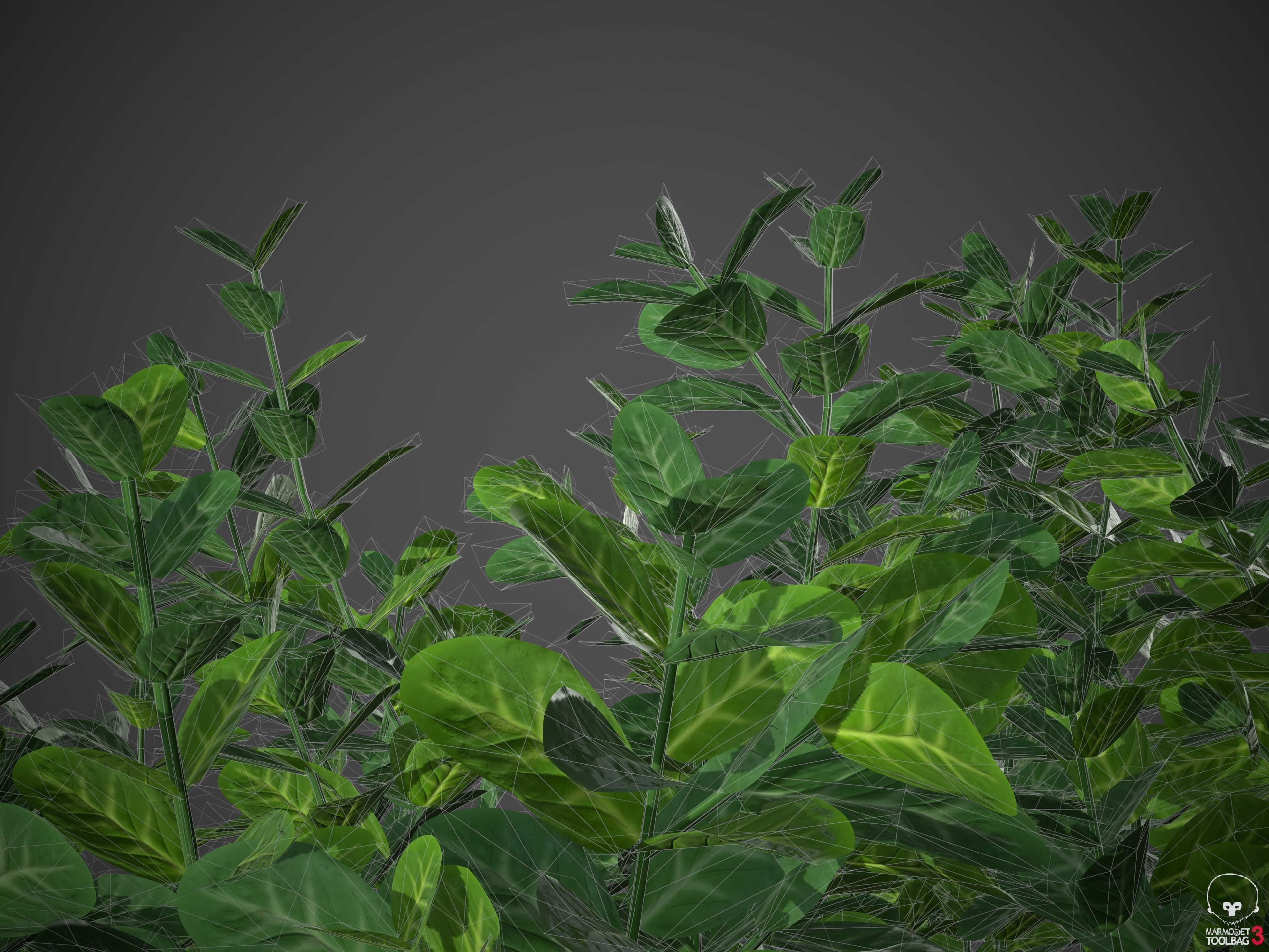 XfrogPlants Spindles - Euonymus Fortunei  3D model_5