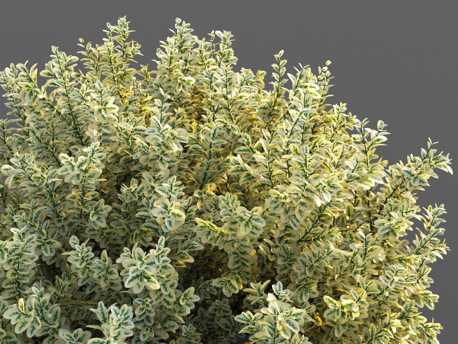 XfrogPlants Spindles - Euonymus Fortunei  3D model_3