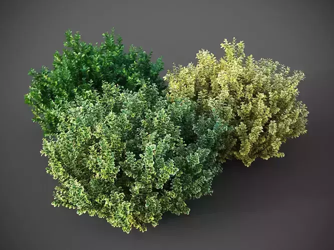 XfrogPlants Spindles - Euonymus Fortunei  3D model