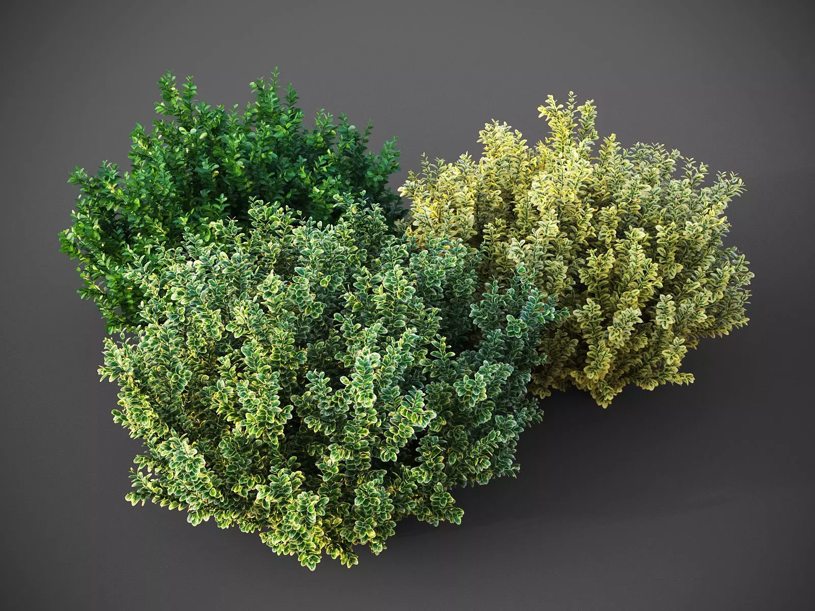 XfrogPlants Spindles - Euonymus Fortunei  3D model_0