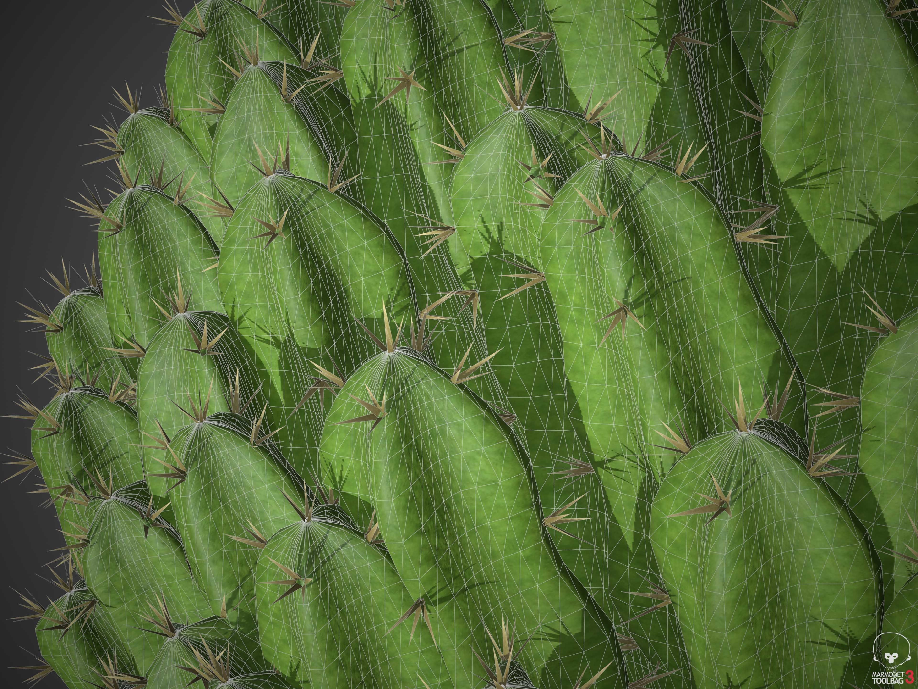 XfrogPlants Resin Spurge - Euphoriba Resinifera  3D model_4