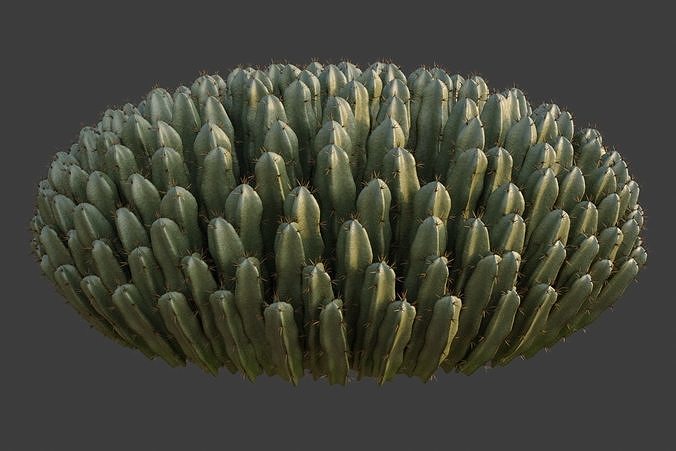 XfrogPlants Resin Spurge - Euphoriba Resinifera  3D model